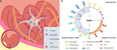 Current Strategies for Microbubble-Based Thrombus Targeting: Activation-Specific Epitopes and Small Molecular Ligands